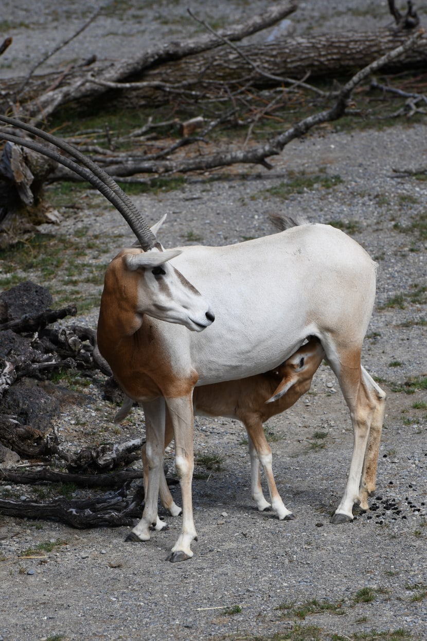 Foto: Zoo Zürich, Pascal Marty Säbelantilope mit Jungtier in der Lewa Savanne.