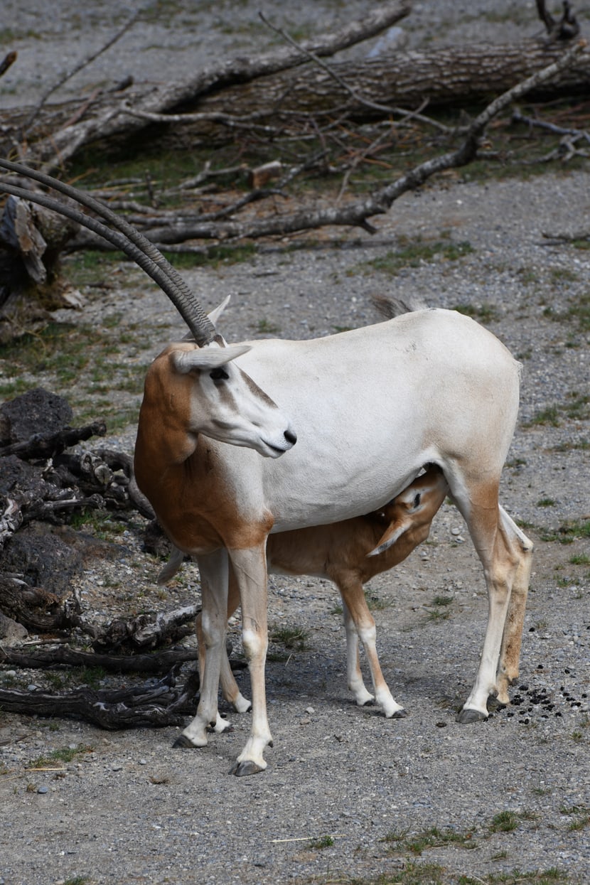 Säbelantilope mit Jungtier in der Lewa Savanne.