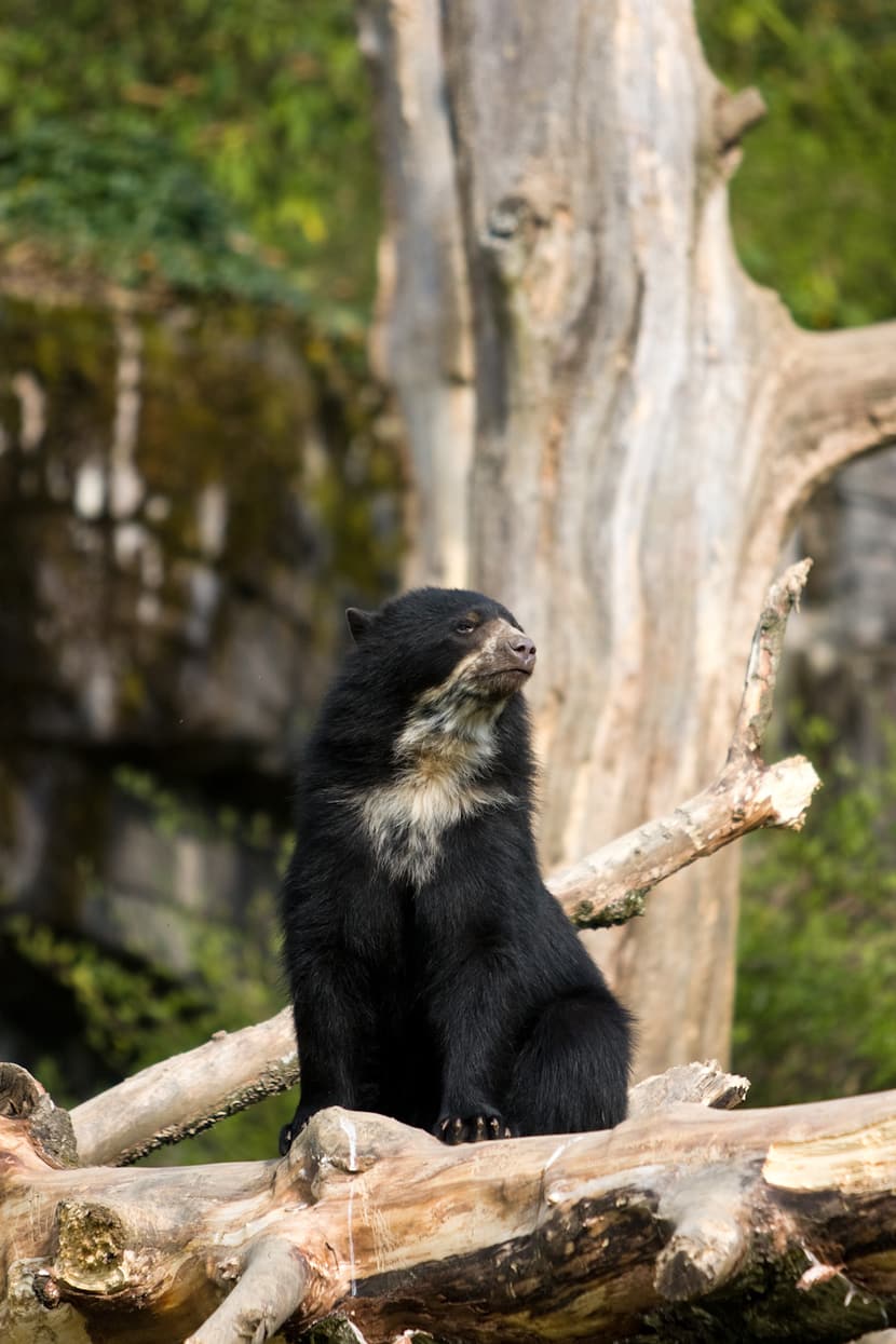 Brillenbär im Sangay Bergnebelwald des Zoo Zürich.