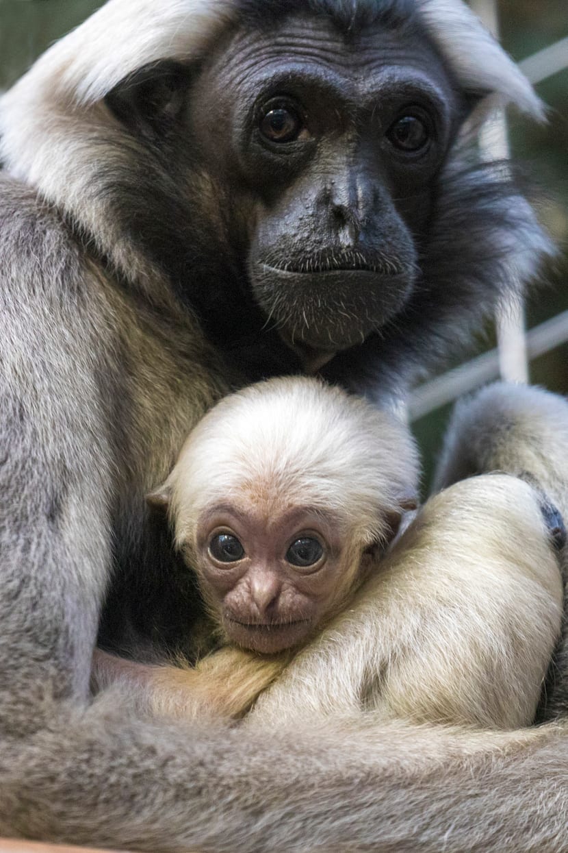 Foto: Zoo Zürich, Enzo Franchini Kappengibbon-Weibchen Qiwèn im Zoo Zürich (2017).
