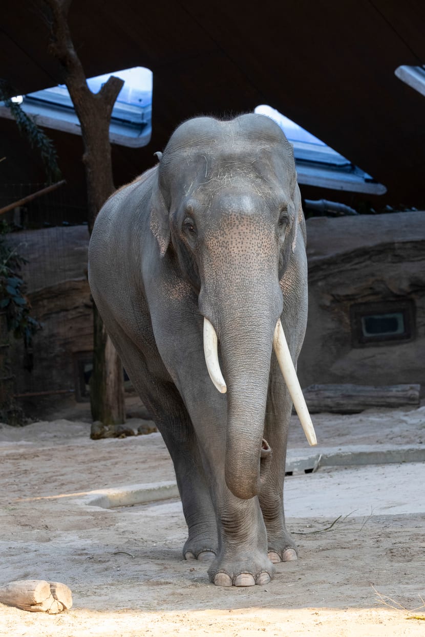 Elefantenbulle Thai