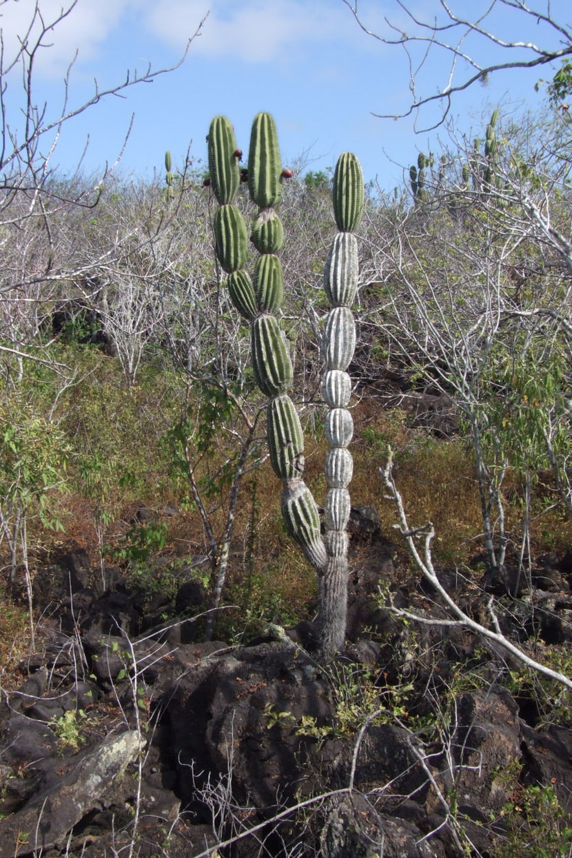 Galápagos Säulenkaktus ã Paquita Hoeck