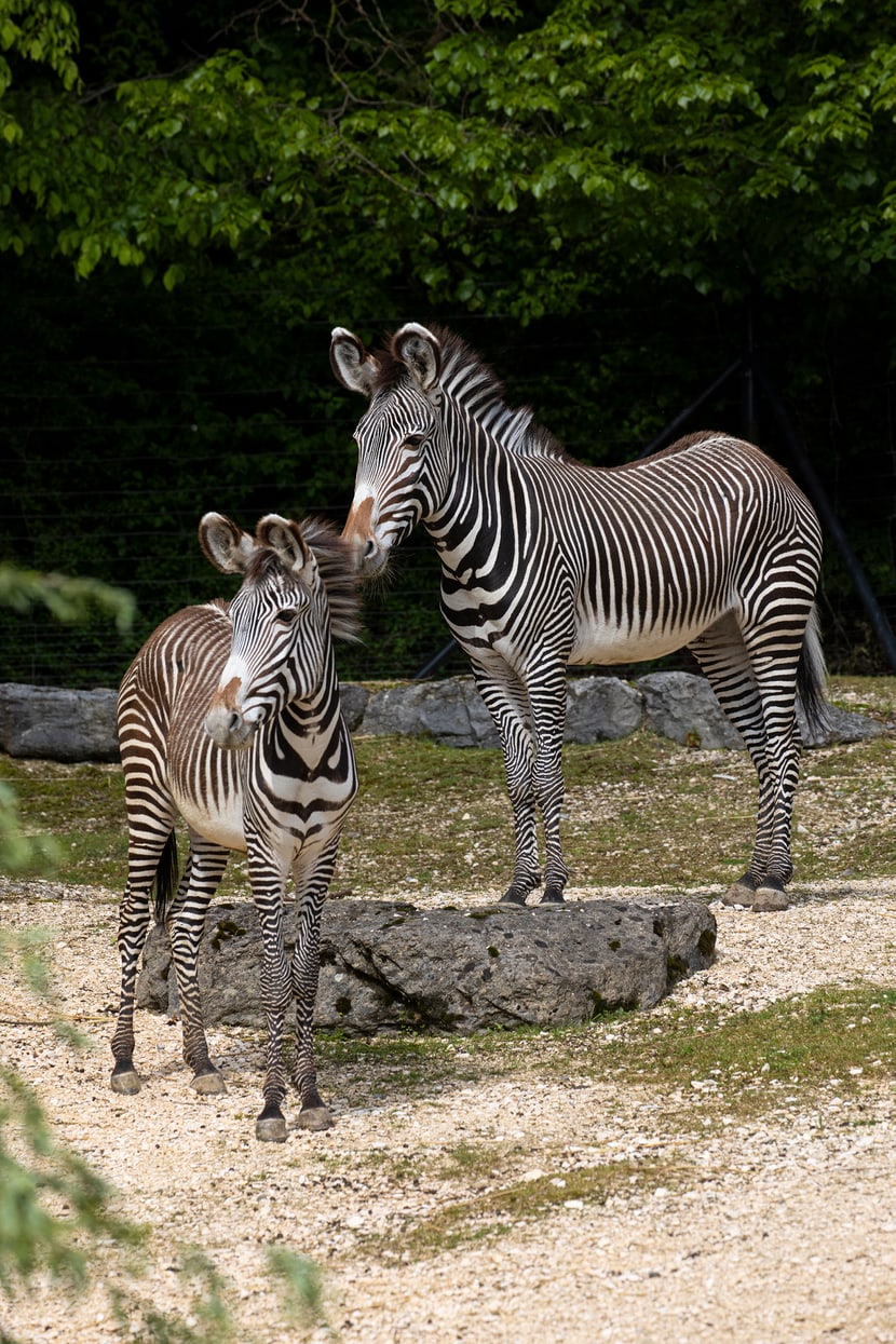 Foto: Zoo Zürich, Enzo Franchini Die Grevyzebras Riha und Tana im Zoo Zürich.