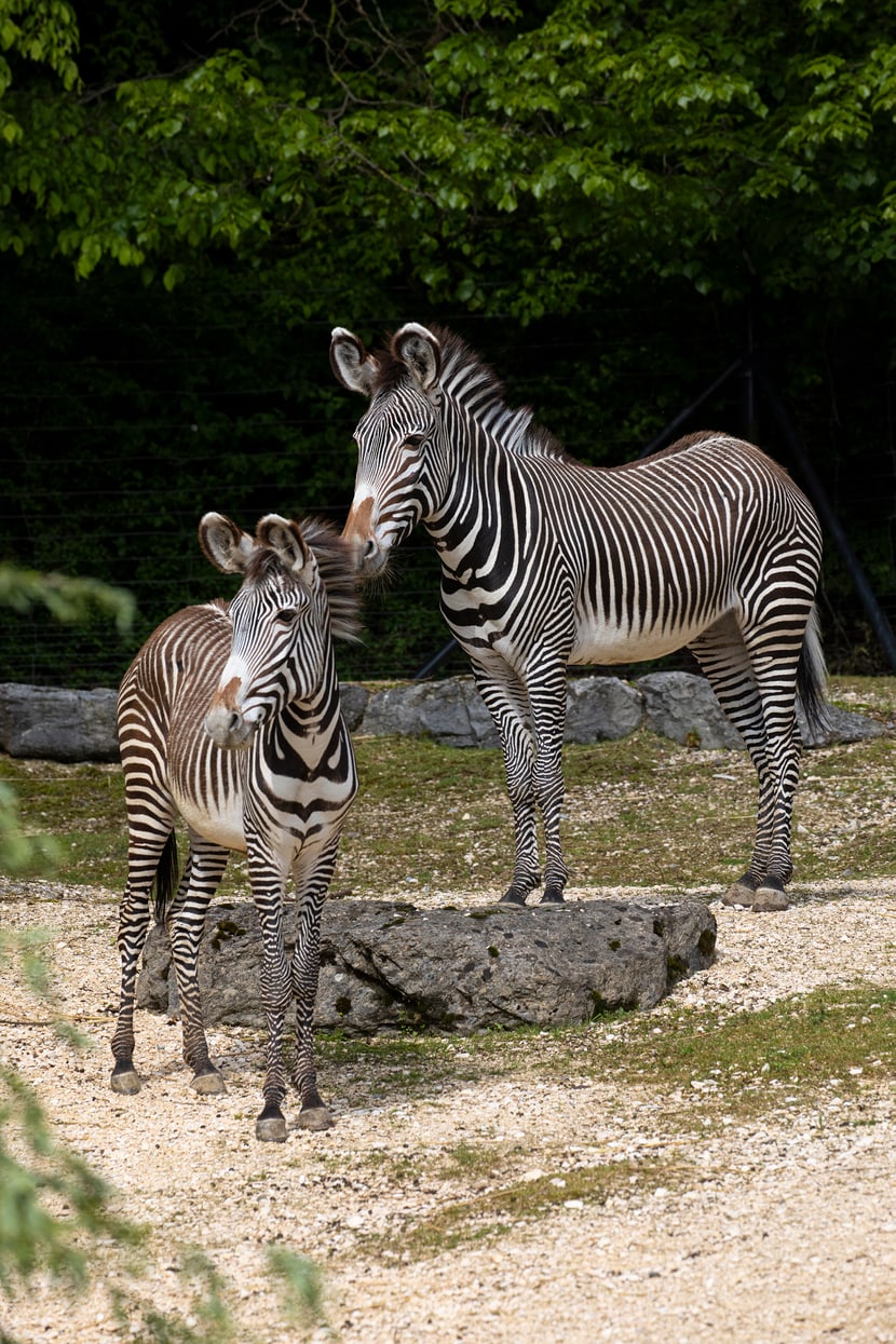 Die Grevyzebras Riha und Tana im Zoo Zürich.