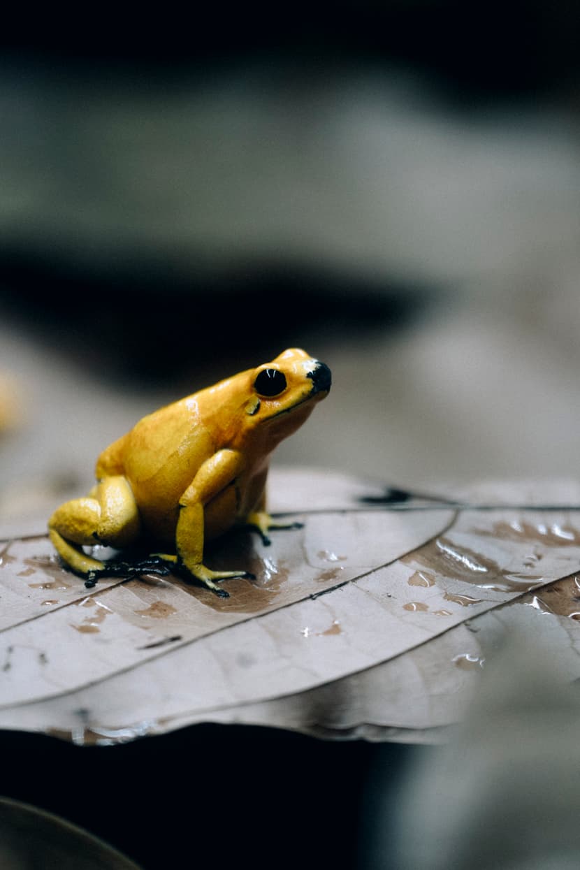 Goldener Pfeilgiftfrosch in Forschungsstation