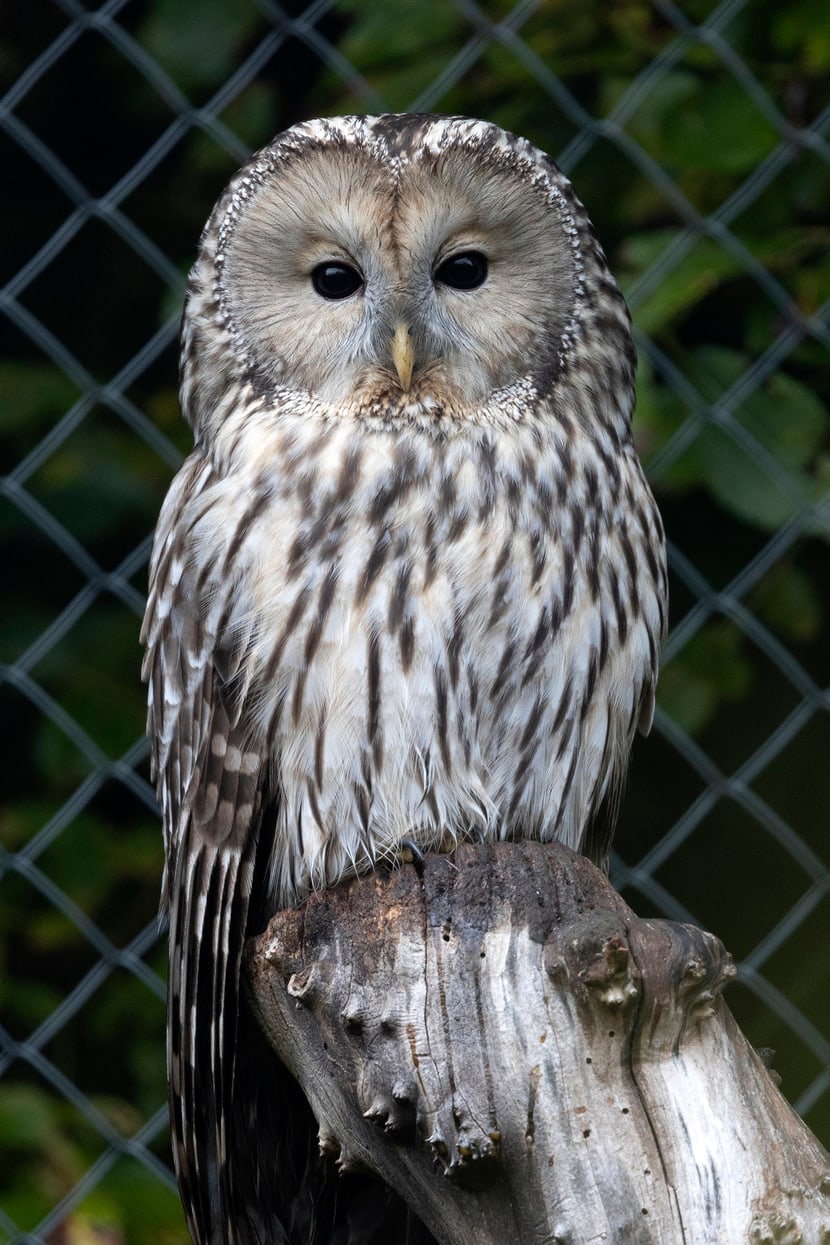 Habichtskauz im Zoo Zürich.