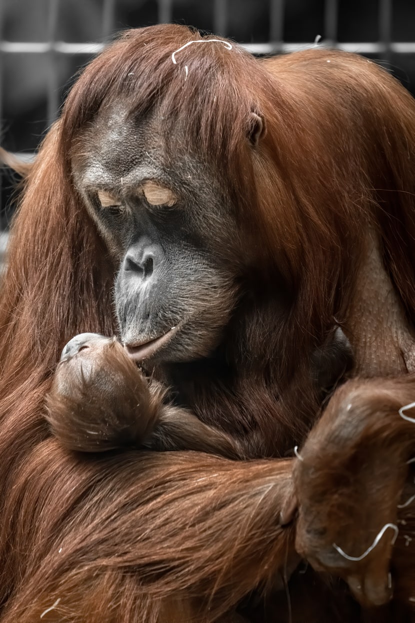 Sumatra-Orang-Utan Cahaya mit Jungtier Utu im Zoo Zürich.