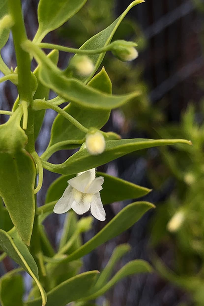 Galvezia leucantha var. Leucantha ã Liliana Jaramillo