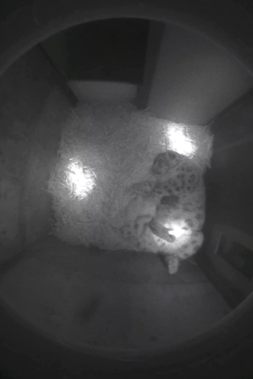 Schneeleoparden-Weibchen Saida mit Nachwuchs in der Wurfbox