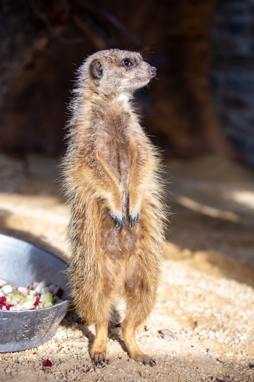 Foto: Zoo Zürich, Rita Schlegel Erdmännchen in der Innenanlage, Lewa Savanne Stand Februar 2020.