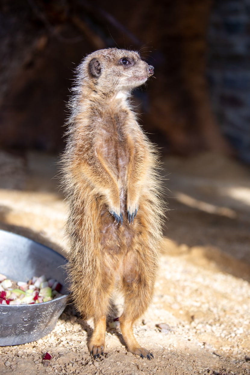 Erdmännchen in der Innenanlage, Lewa Savanne Stand Februar 2020.