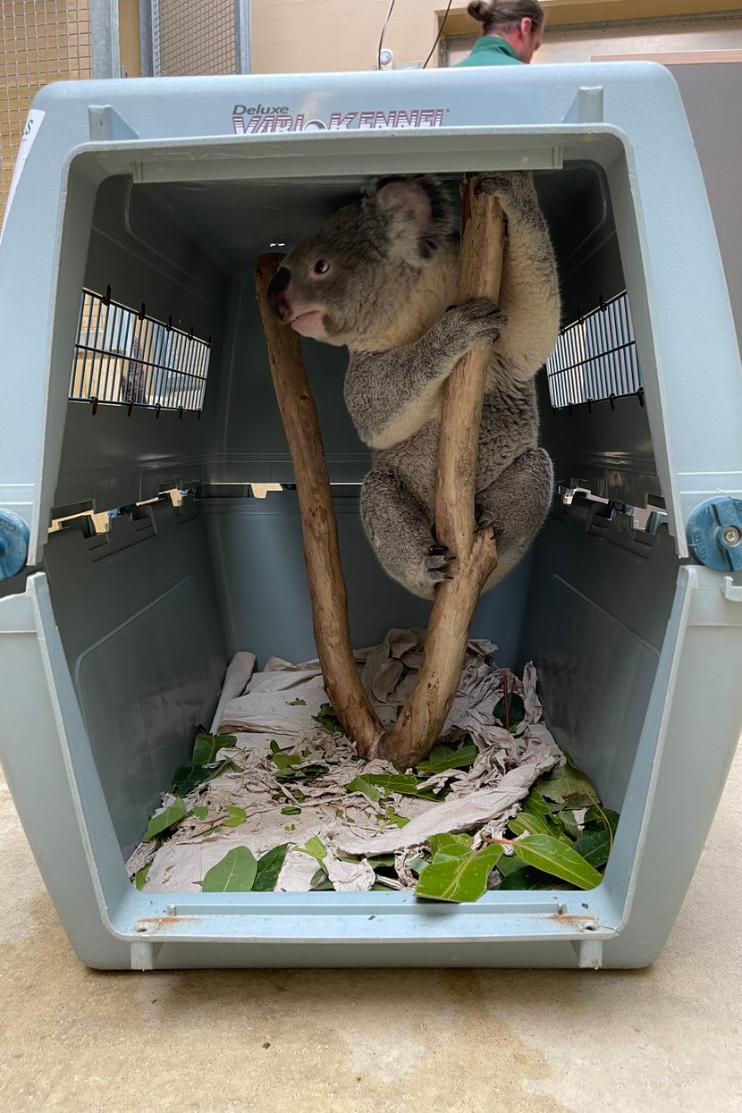 Koala-Männchen Tarni in seiner Transportkiste.