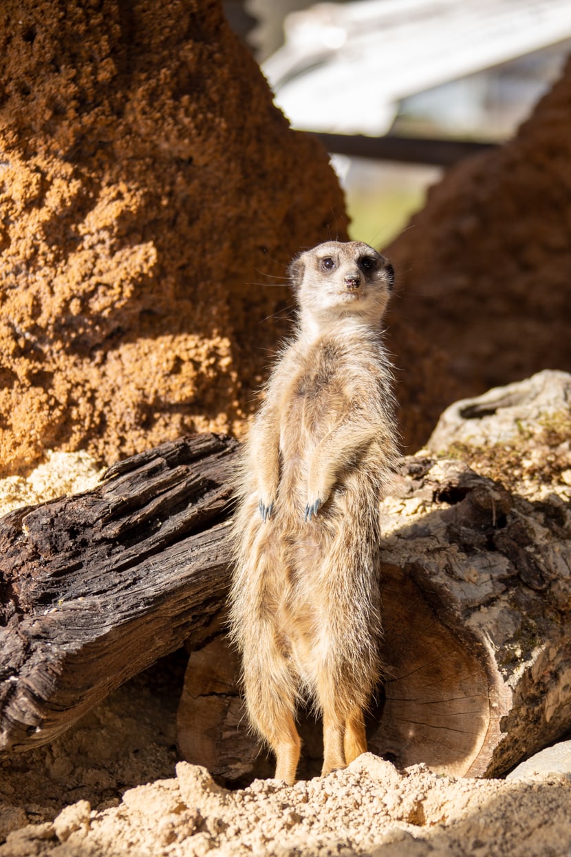 Erdmännchen in der Innenanlage, Lewa Savanne Stand Februar 2020.