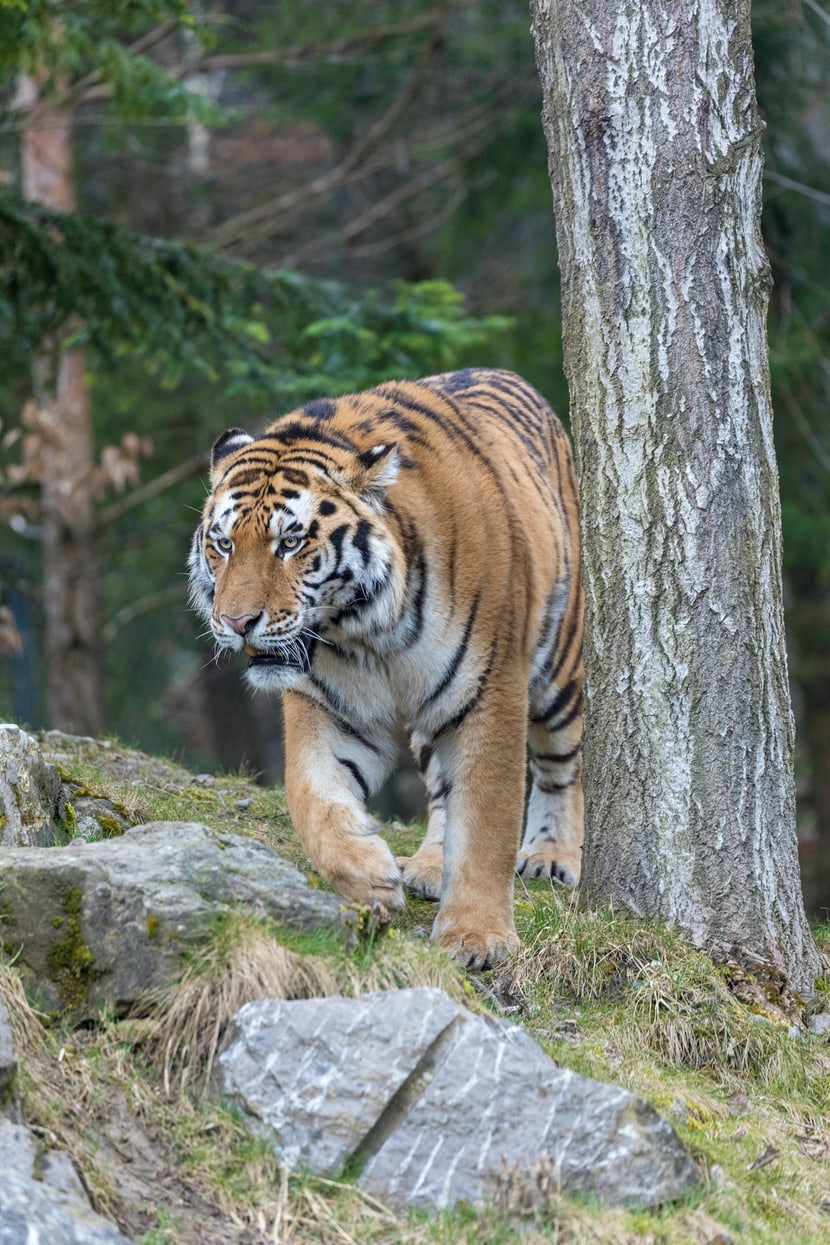 Amurtiger Sayan im Zoo Zürich.