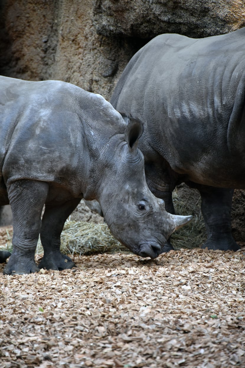 Breitmaulnashorn Talatini in der Innenanlage der Lewa Savanne.