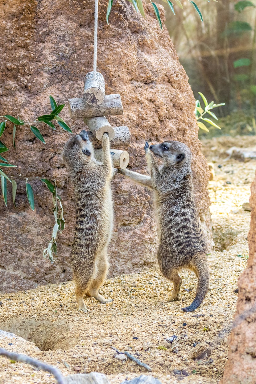Erdmännchen in der Lewa Savanne des Zoo Zürich.