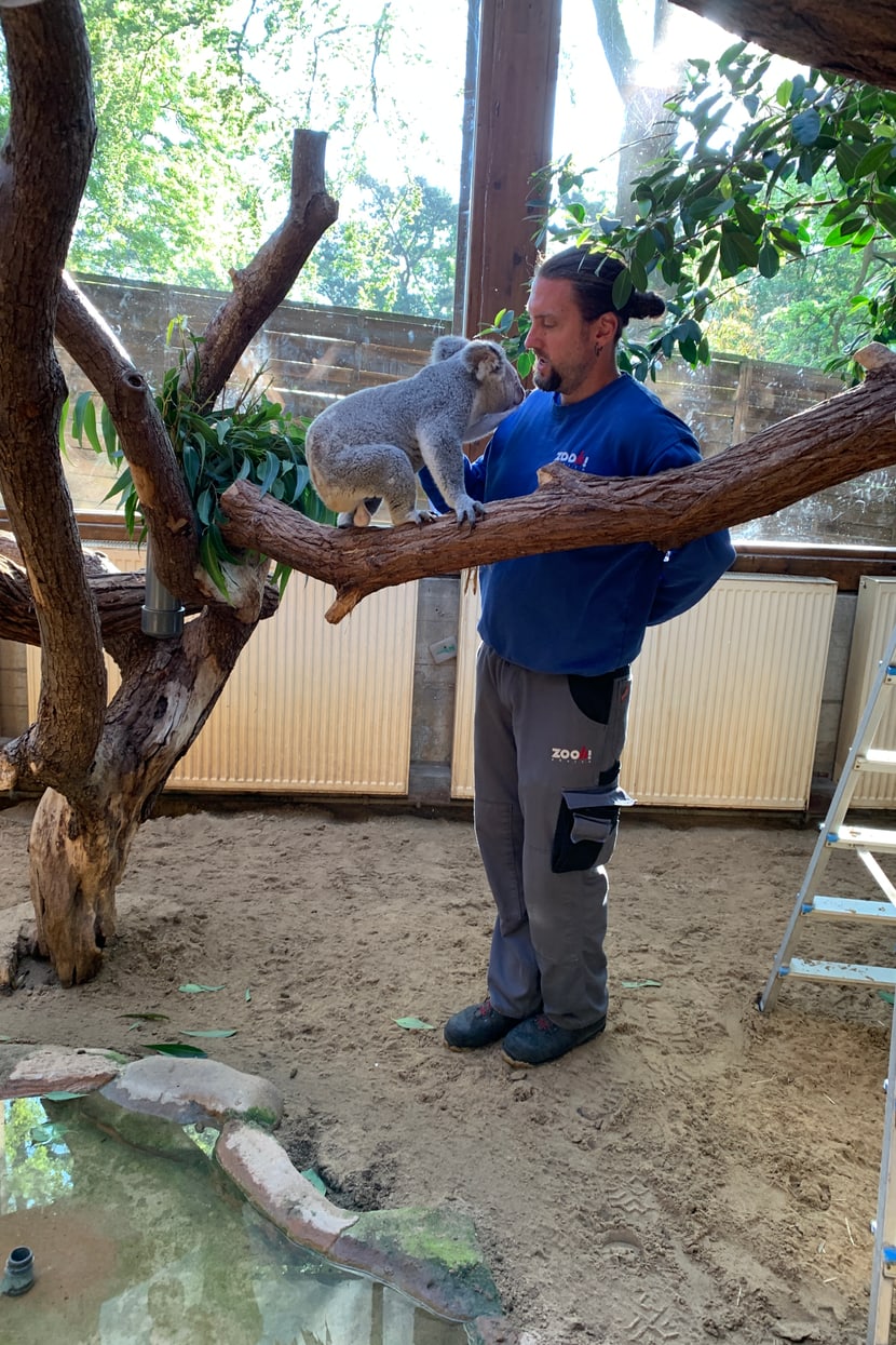 Koala Tarni im Zoo Duisburg mit seinem neuen Pfleger. 