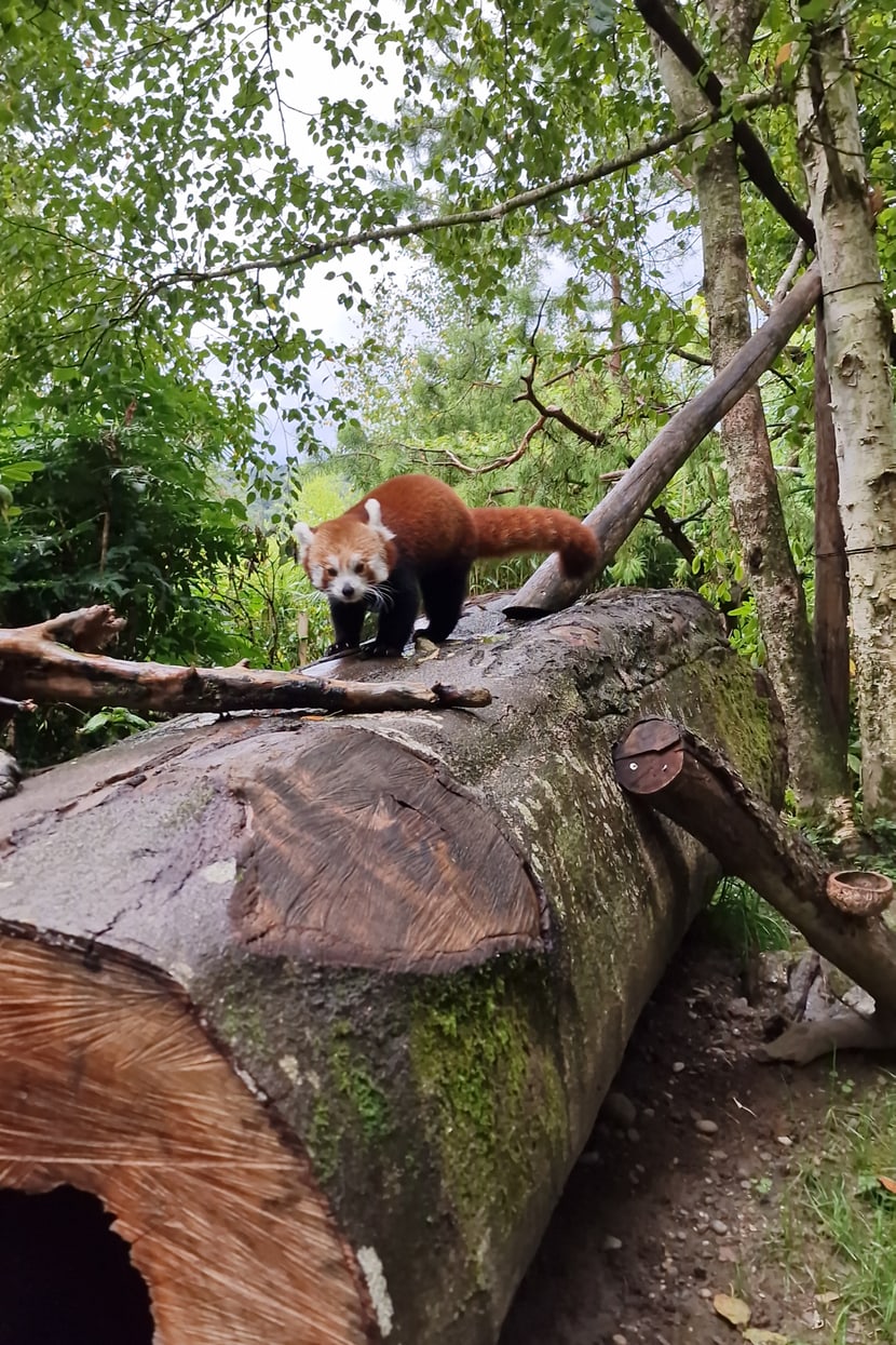Kleiner Panda Tiang Tang balanciert auf Baumstamm. 