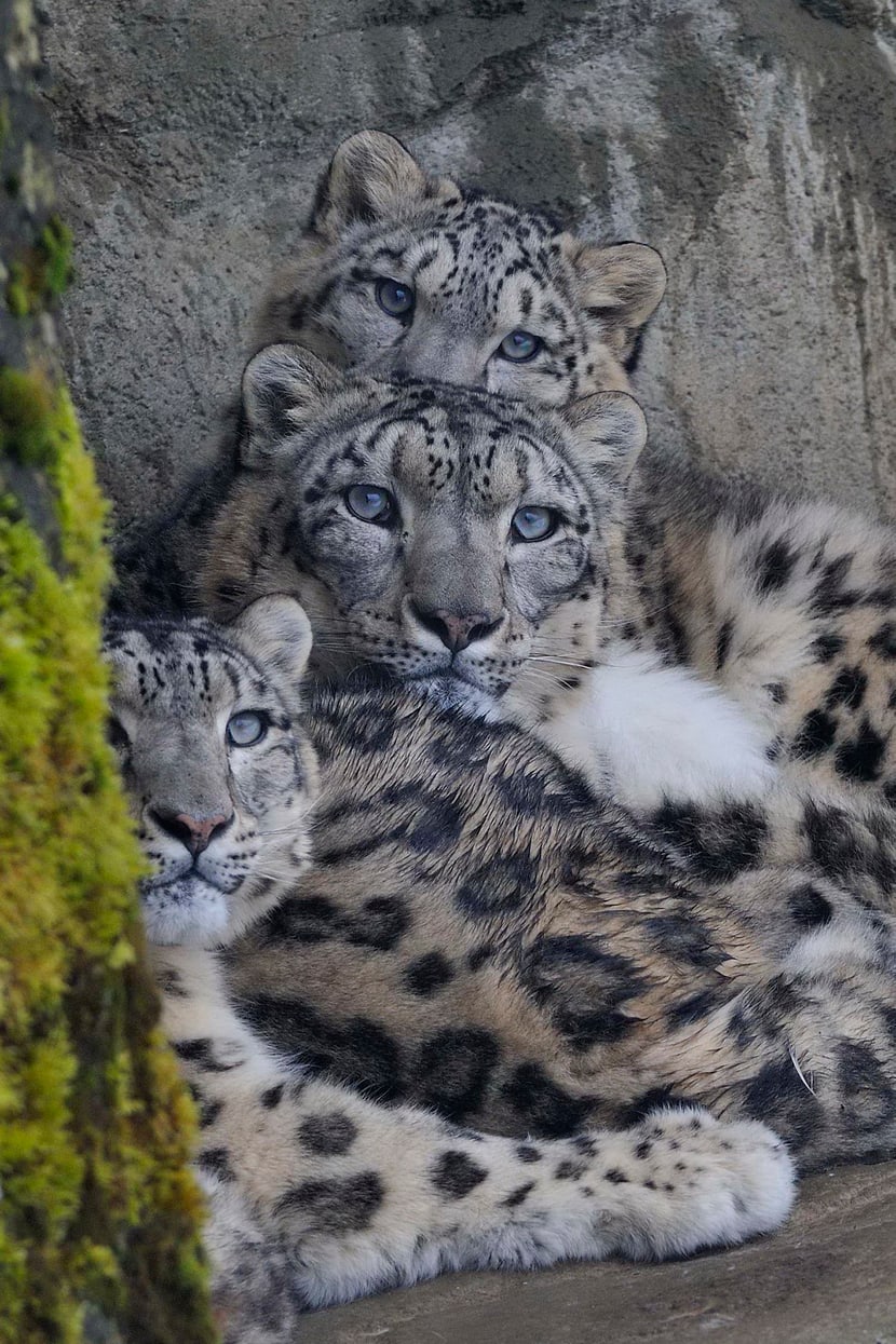 Foto: Zoo Zürich, Samuel Furrer Schneeleoparden Dshamilja, Mohan und Villy im Zoo Zürich.