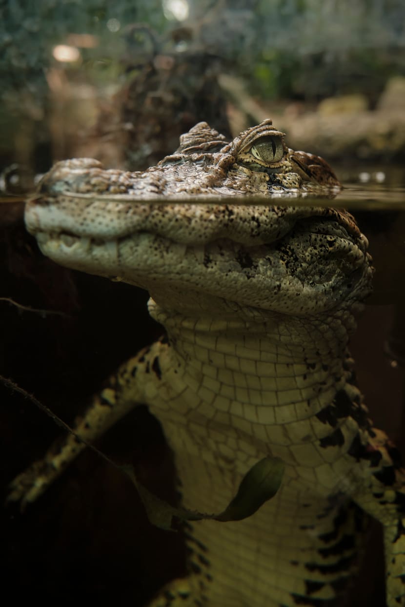 Breitschnauzenkaiman im Exotarium des Zoo Zürich.