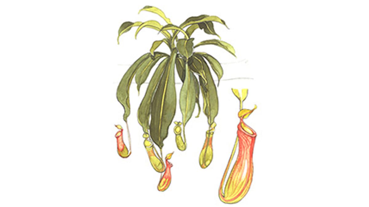 Illustration Kannenpflanze
