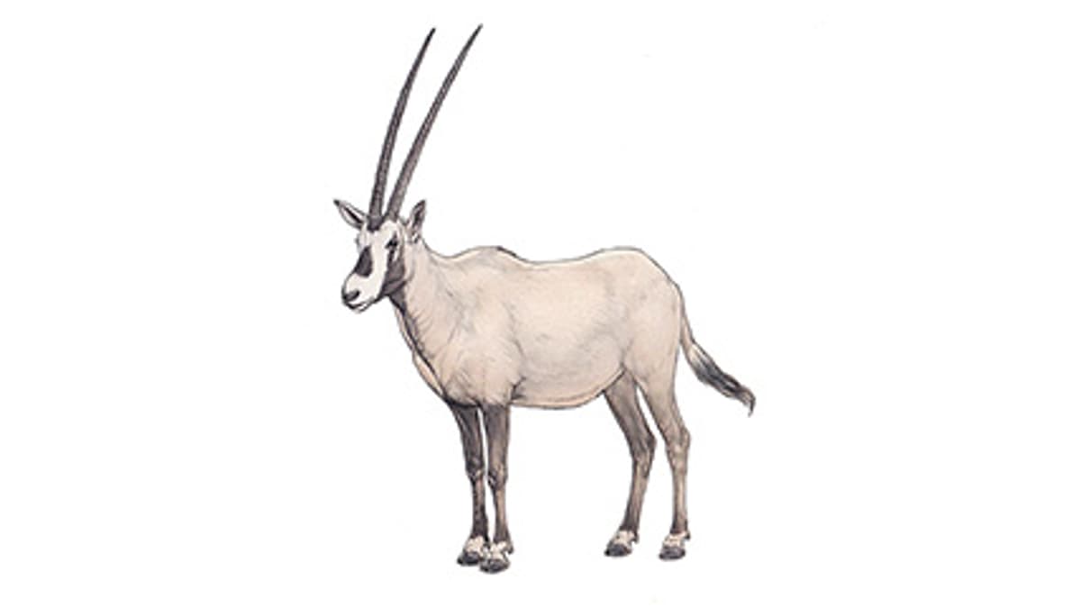 Illustration Arabian oryx