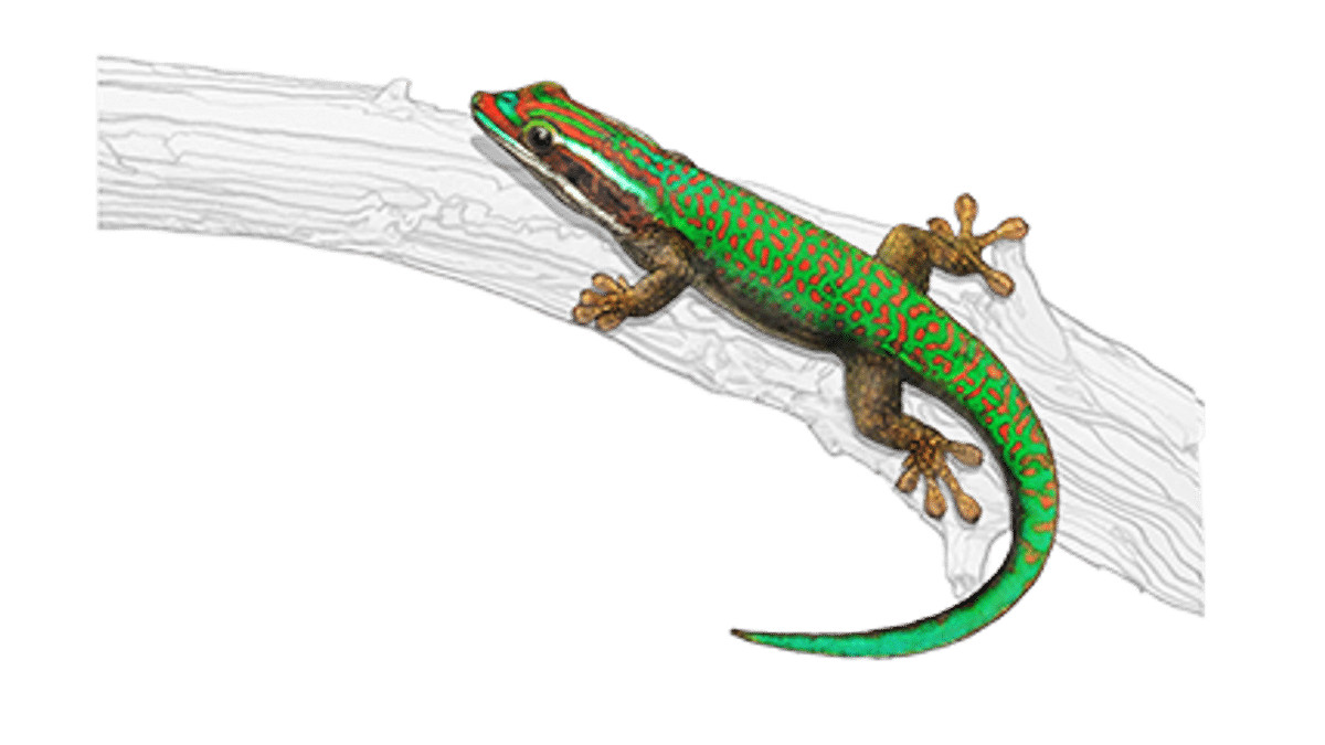Illustration du gecko vert de Manapany 