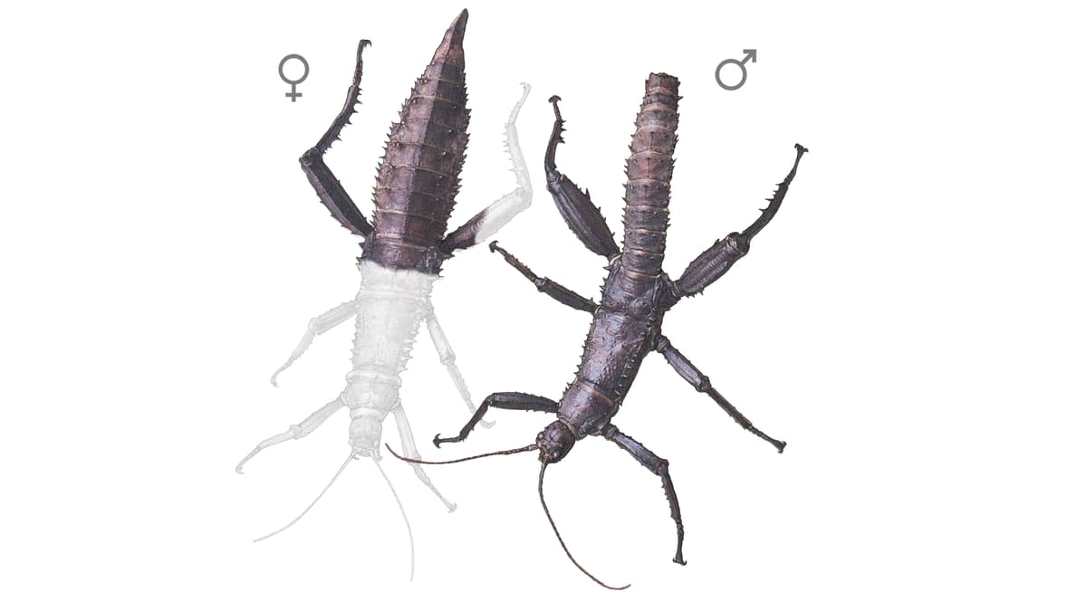Illustration Dorngespenstschrecke