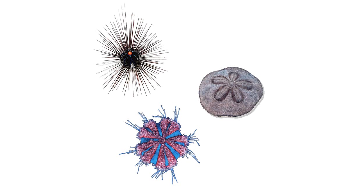 Sea urchin various