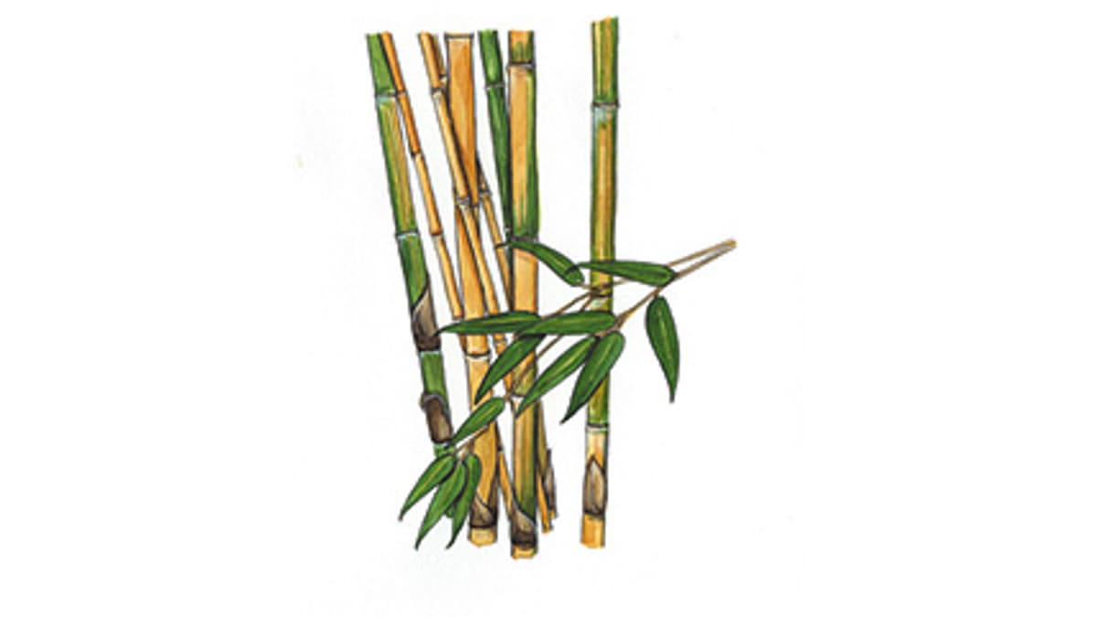 Illustration Gelber Bambus