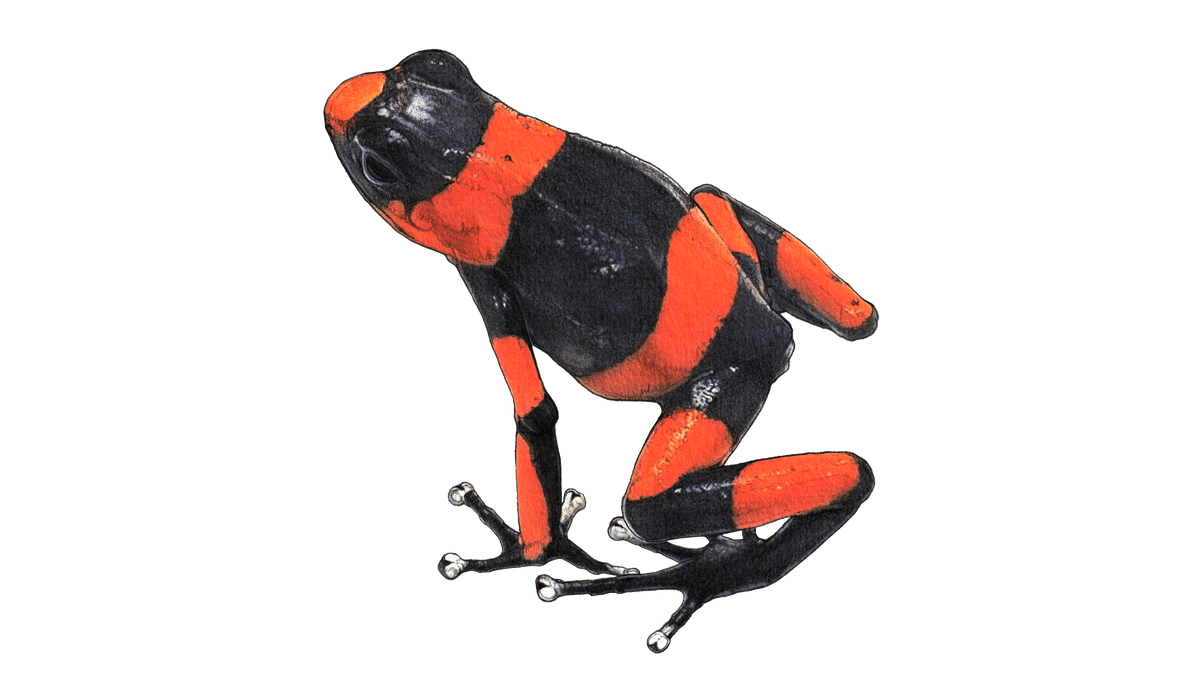 Illustration Lehmann's Baumsteiger