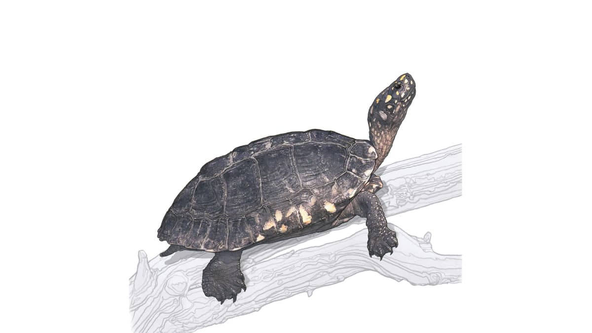 Black pond turtle