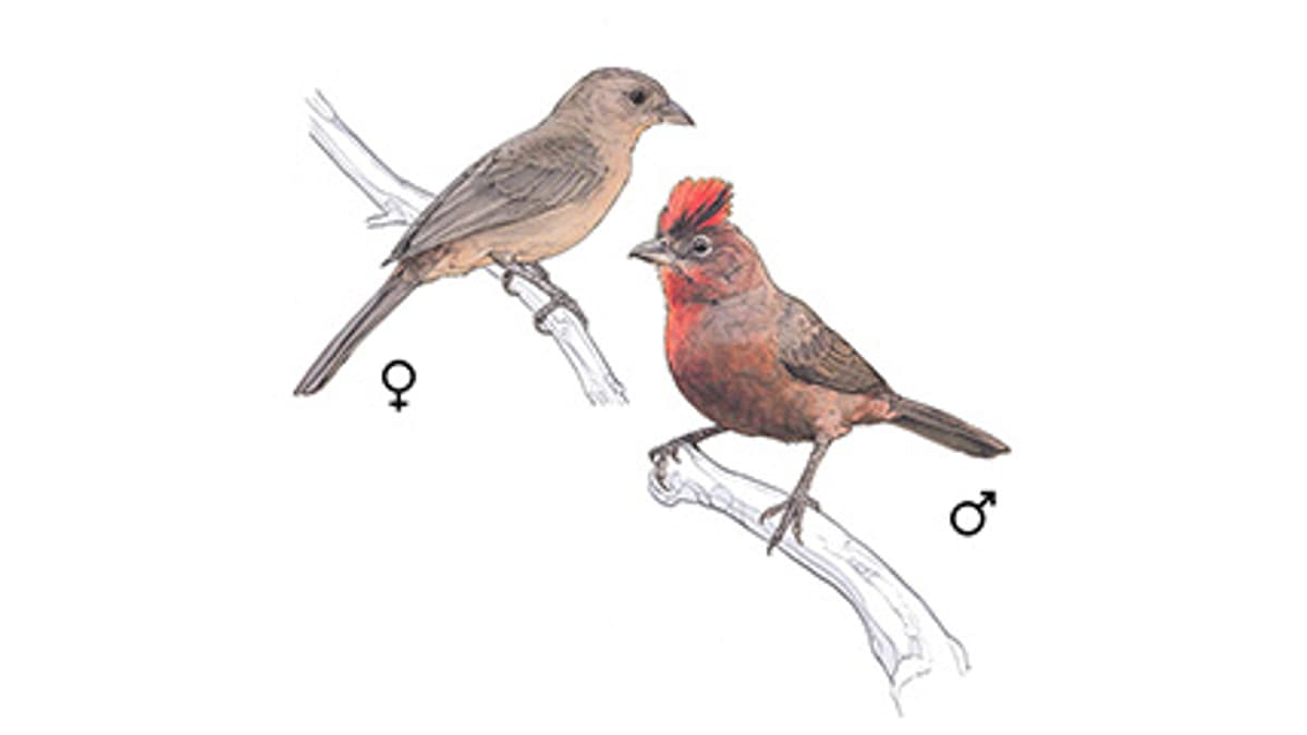Illustration Roter Kronfink