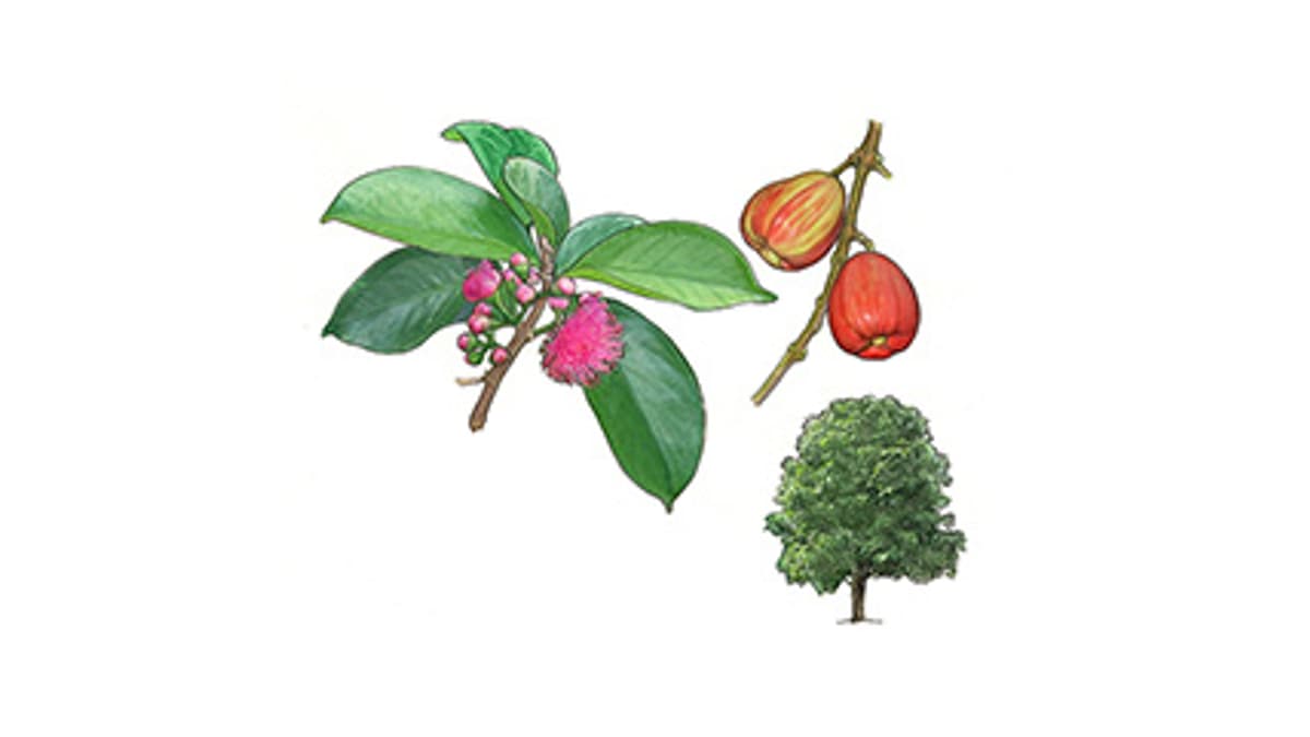 Illustration Malayenapfel