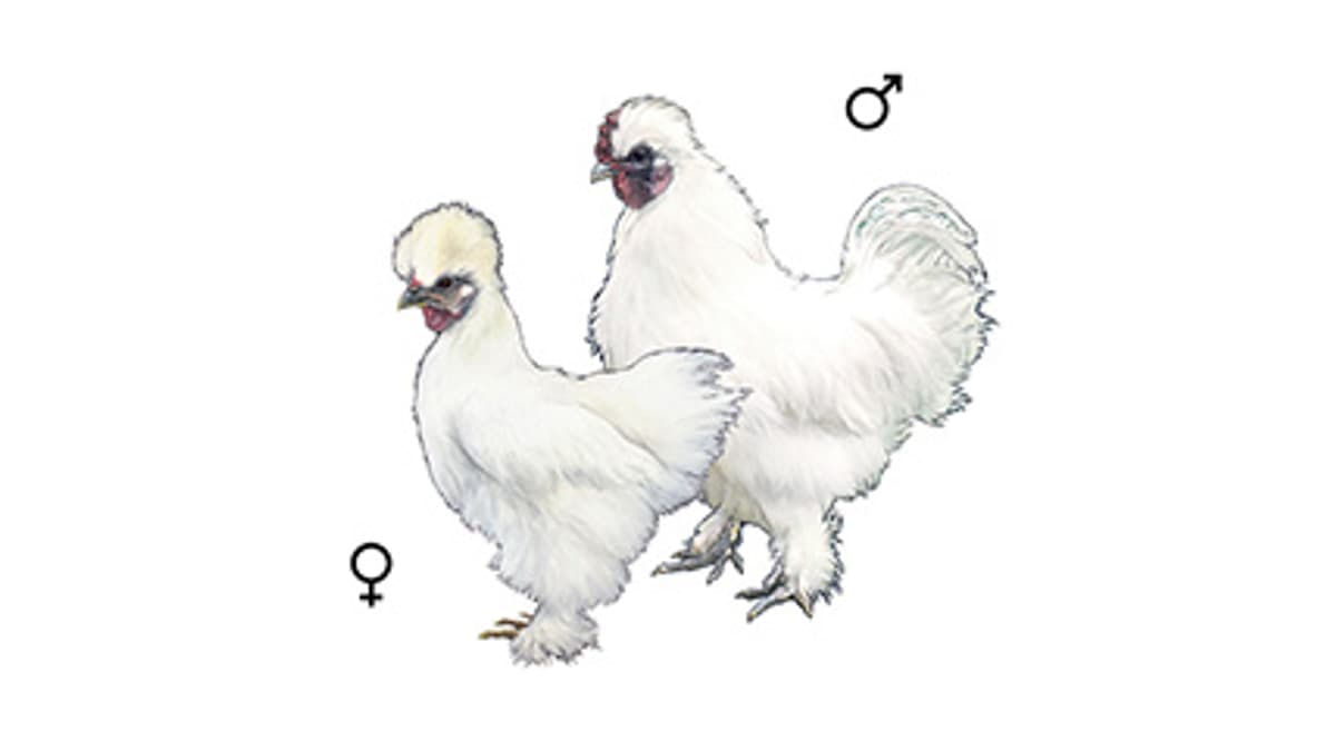 Illustration Seidenhuhn