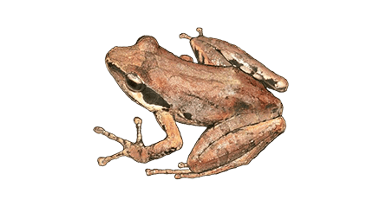 Mayotte Madagaskarfrosch