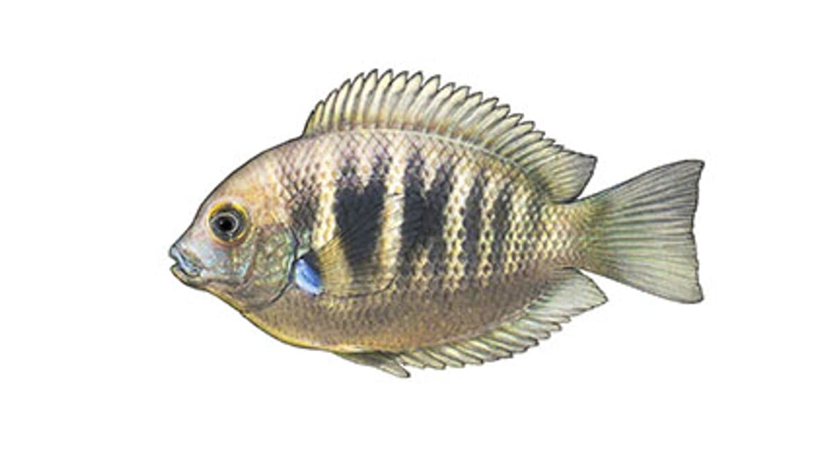 Illustration Canara pearlspot