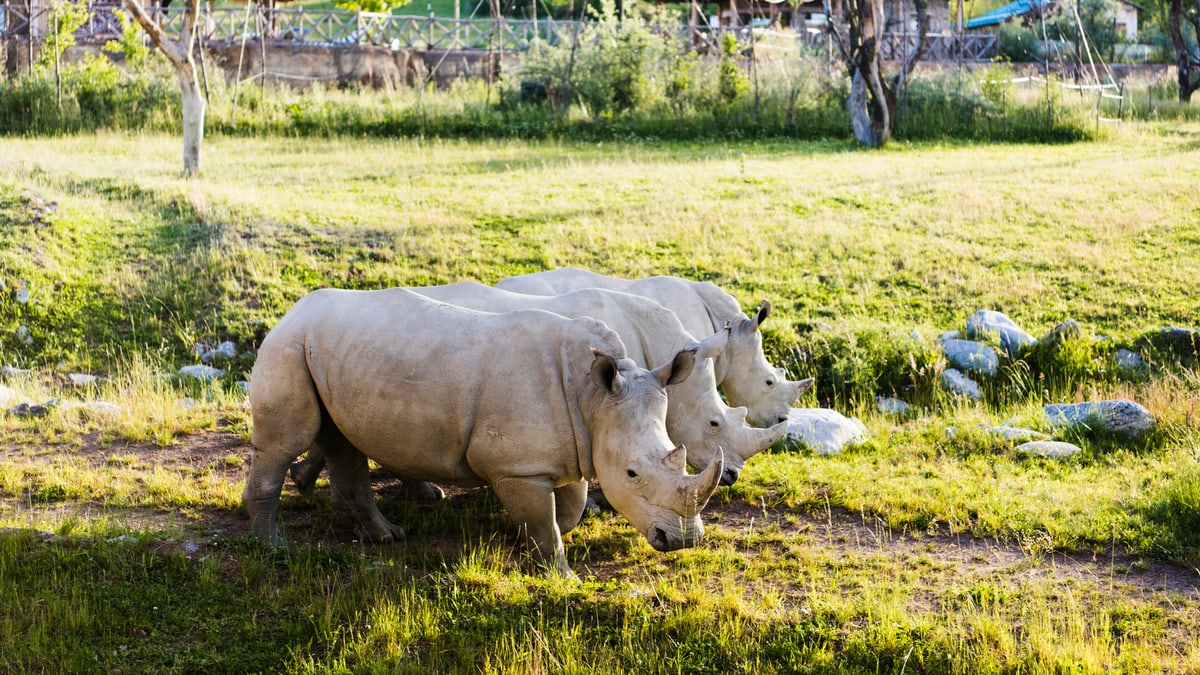 CoronaInfo Zoo Zürich