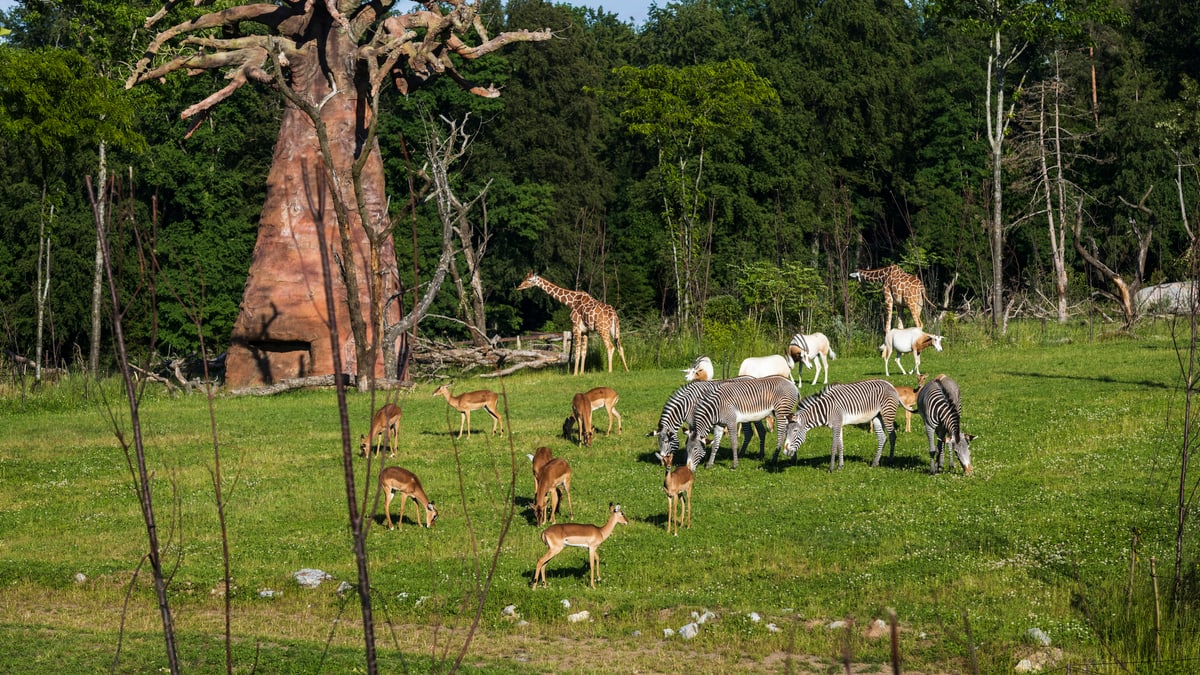 Webcams | Zoo Zürich