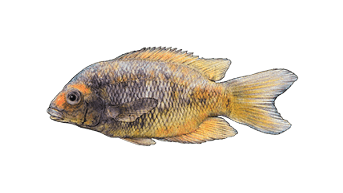 Illustration Kotsovato-Buntbarsch