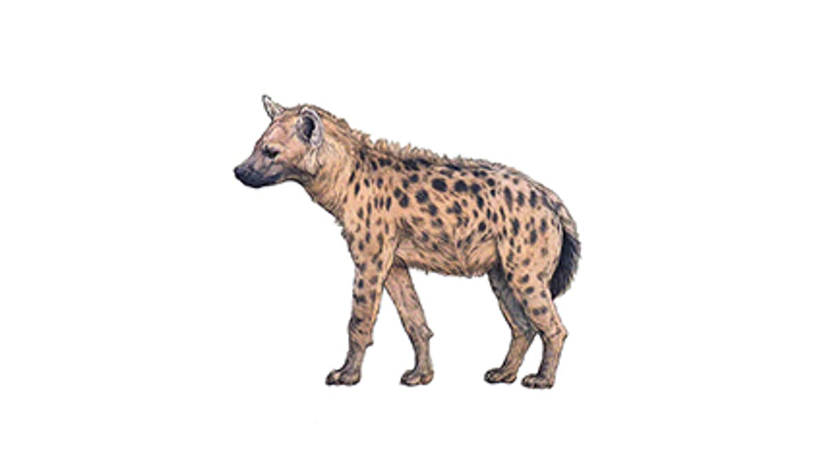 Spotted Hyena | Zoo Zürich
