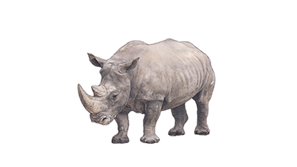 southern white rhinoceros