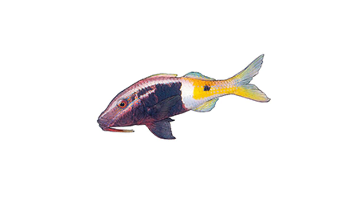 Illustration Zweifarben-Meerbarbe