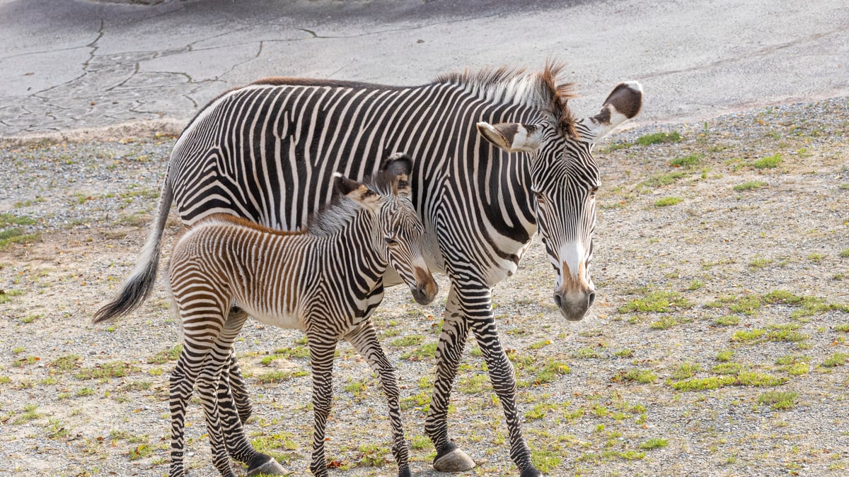 Riolis Kreuzstich-Set 'Zebras In Der Savanne' – Komplettset Mit Garn, Stoff, Nadel & Anleitung