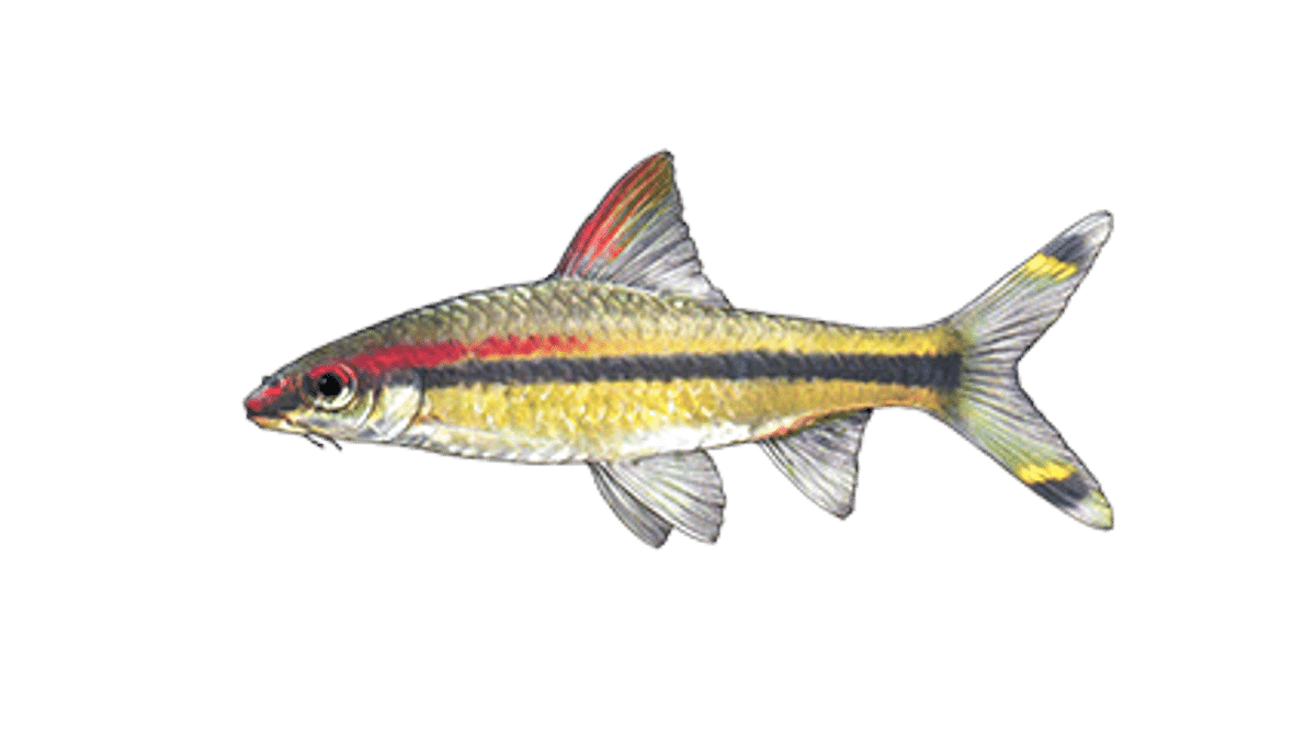 Denison barb