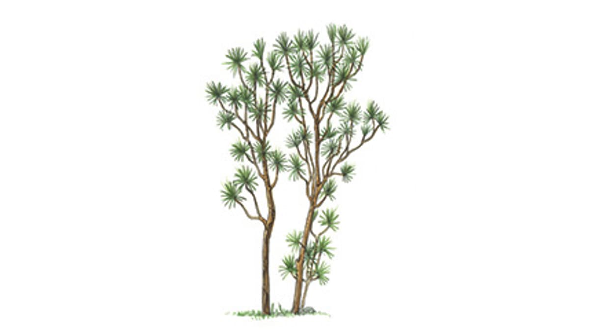 fargesia rufa bestellen Vorteils-Set Bambus 'Fargesia Rufa' (Fargesia Rufa) kaufen – Mein schöner  Garten Shop