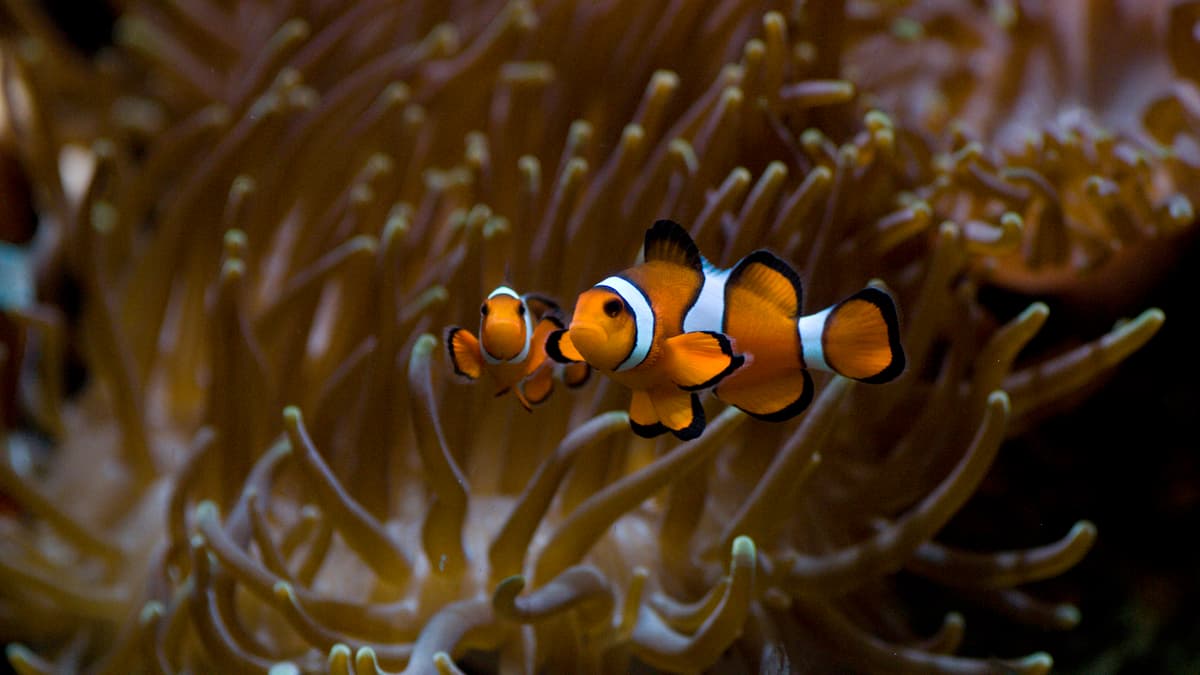 Falscher Clown-Anemonenfisch | Zoo Zürich