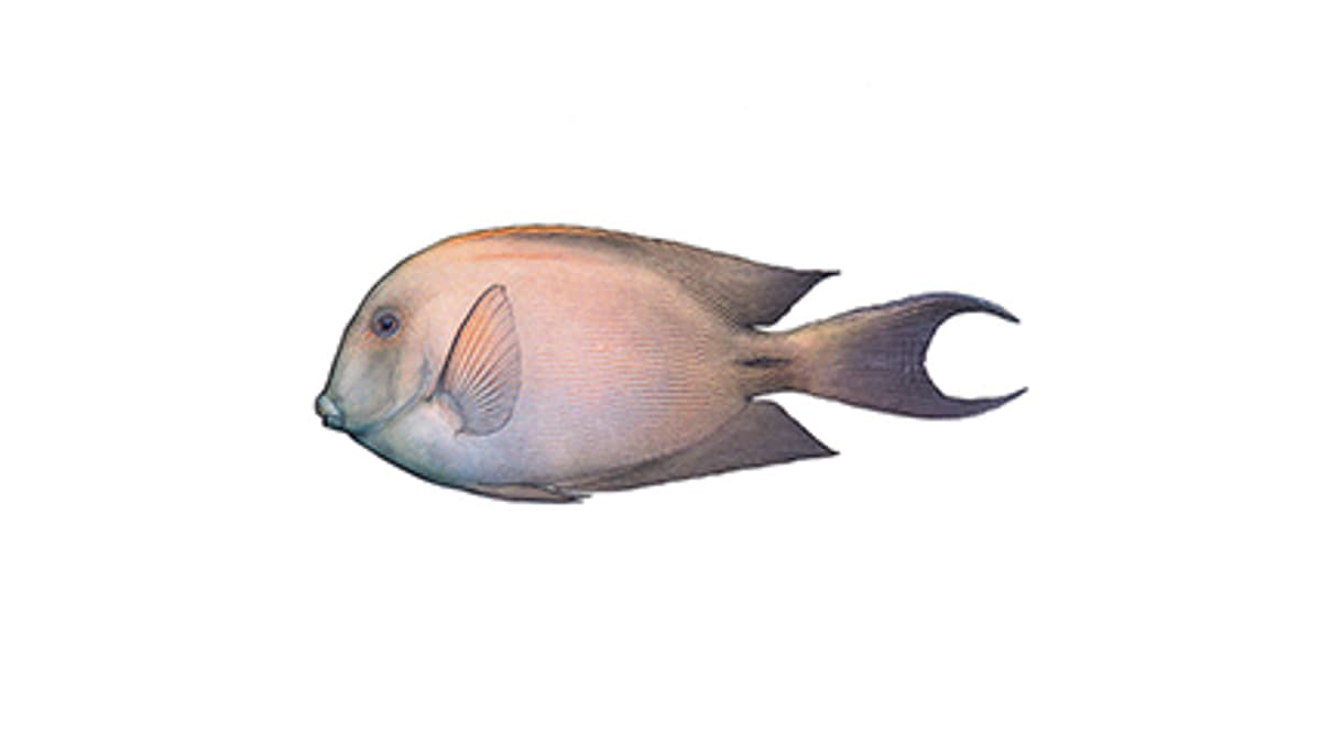 Illustration: Striated surgeonfish