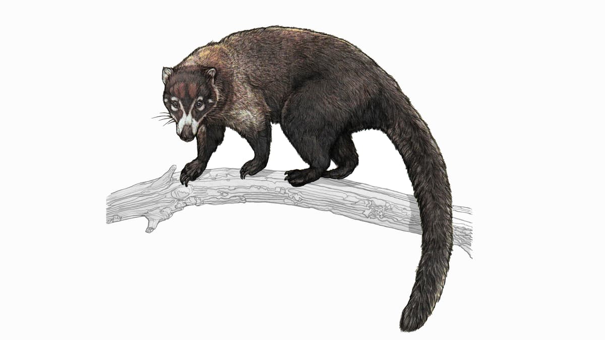 Illustration Weissrüssel-Nasenbär