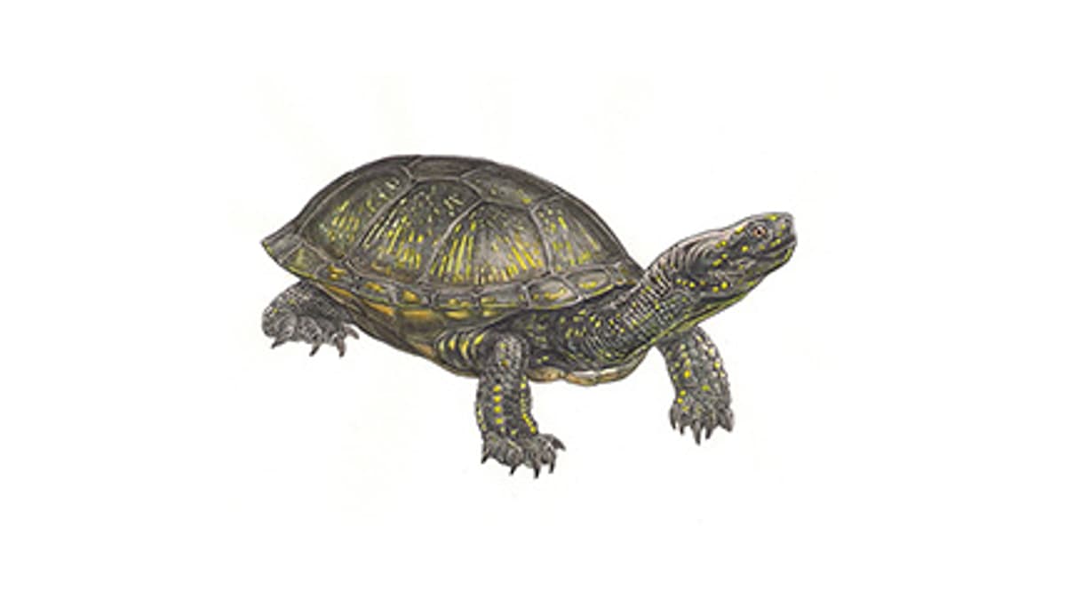 Illustration Europäische Sumpfschildkröte